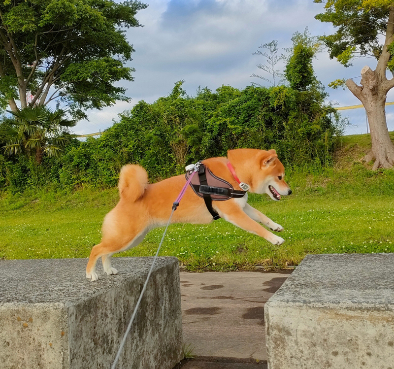 Nagi